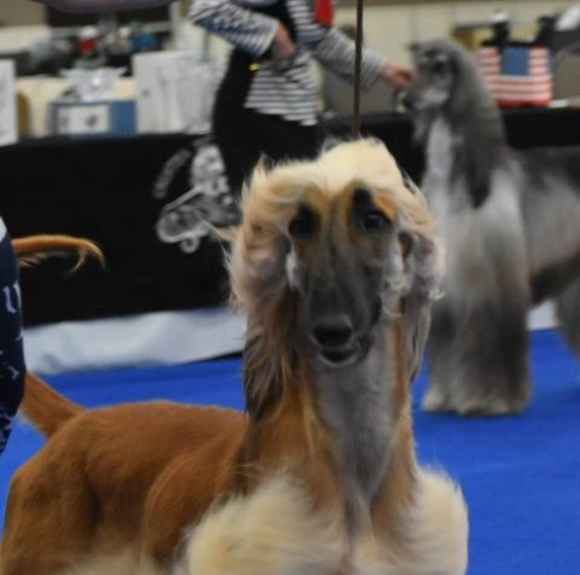 Meet your Posher, Leslie - Picture 1 of 1